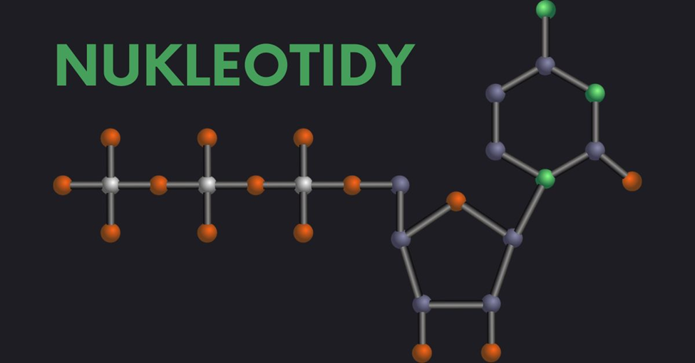 Nukleotidy