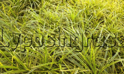 Lyposingrass