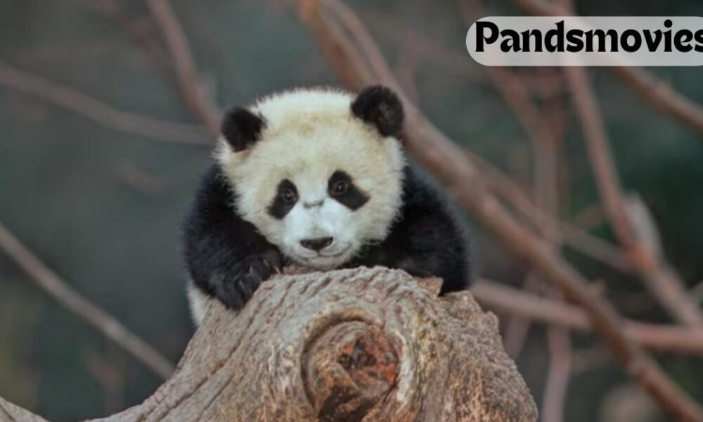 pandsmovies