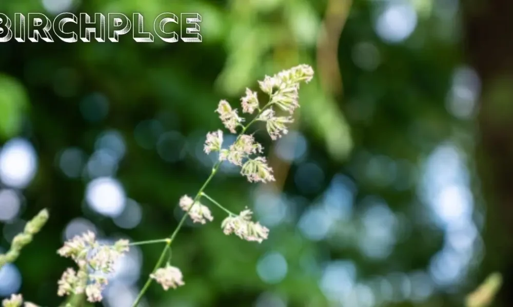 Birchplce: A Complete Guide to Its Value and Impact