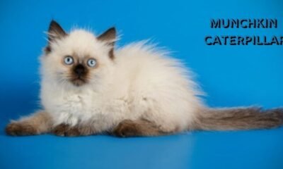 Munchkin Caterpillar