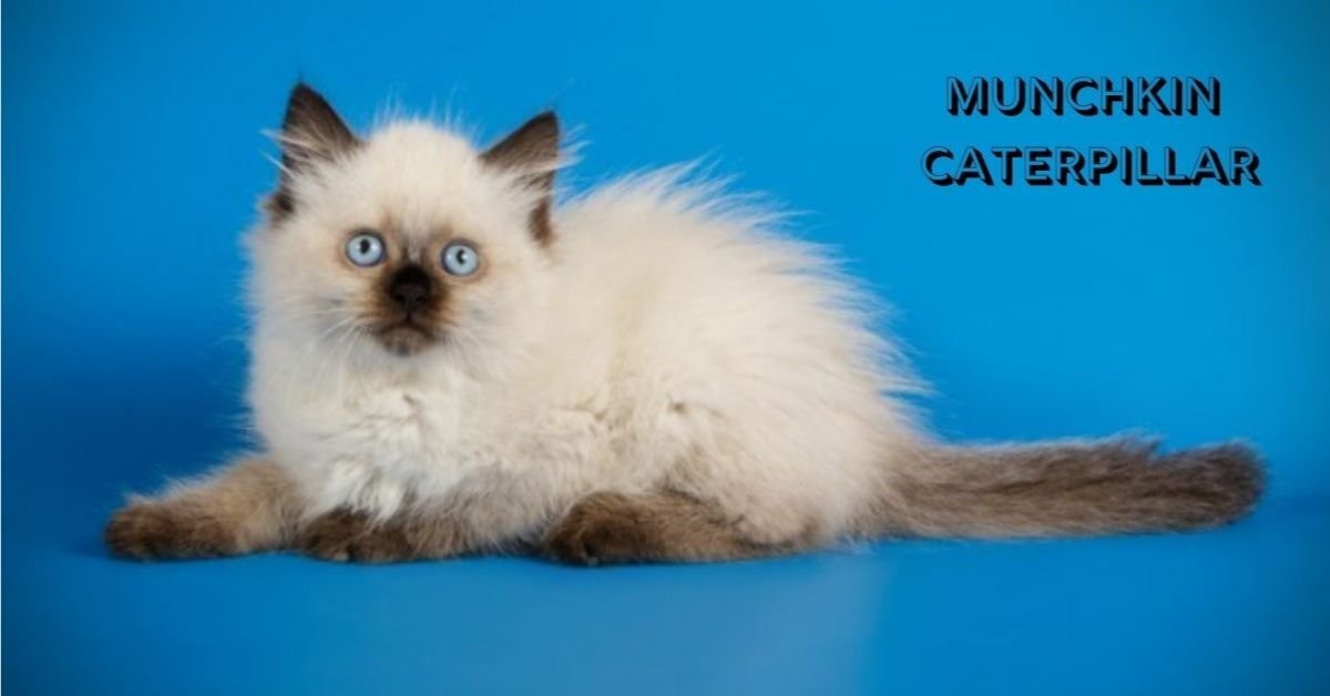 Munchkin Caterpillar