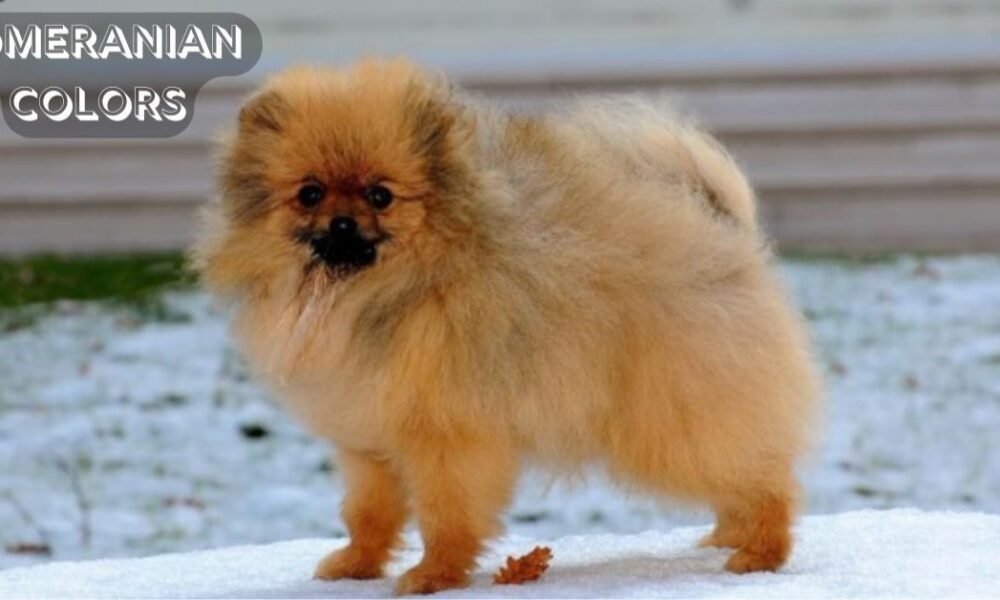 Pomeranian Colors Guide: Shades, Patterns, and What They Mean