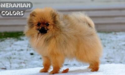 Pomeranian ColorsPomeranian Colors