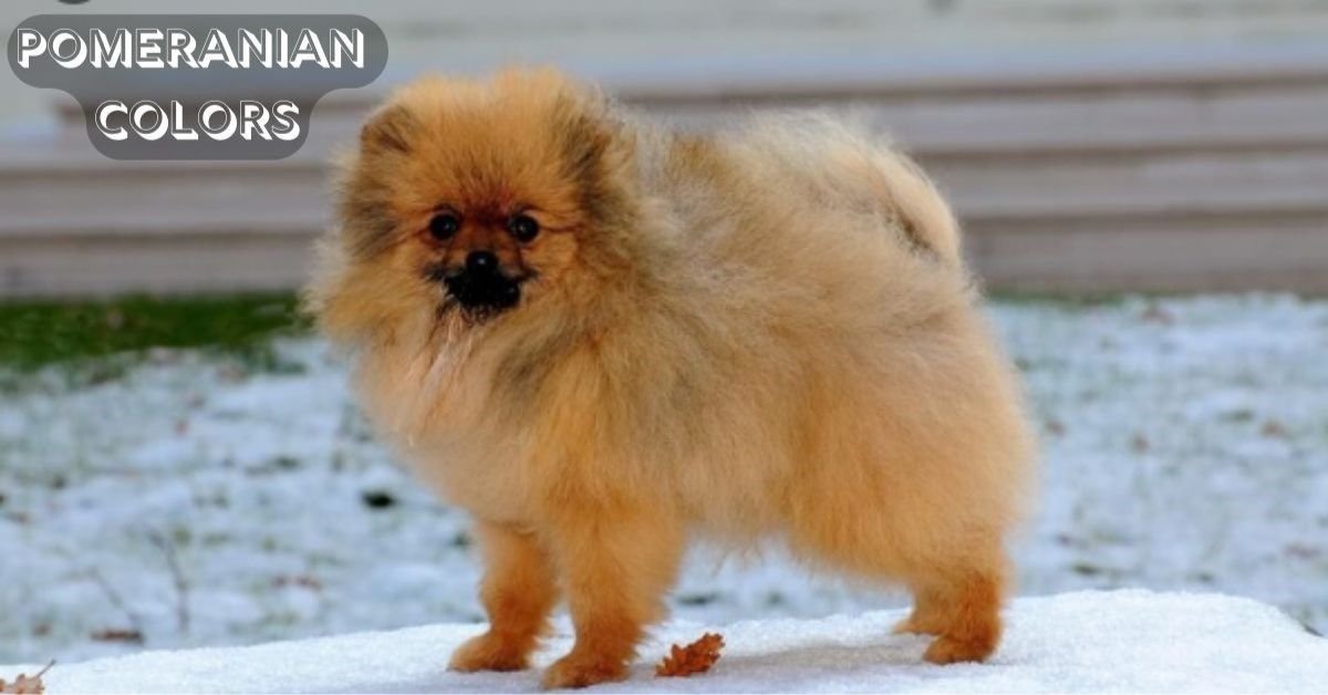 Pomeranian ColorsPomeranian Colors