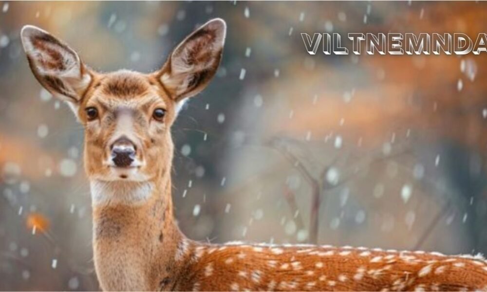 Viltnemnda: Norway’s Local Wildlife Management System