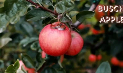 Busch Apple