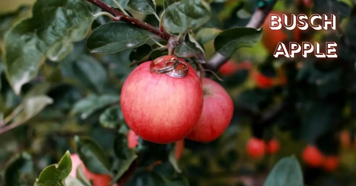 Busch Apple
