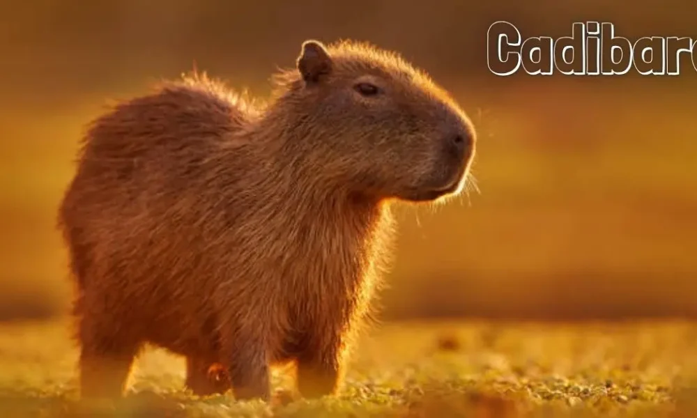 Cadibara: The Fascinating Giant Rodent of Wetlands and Wilderness