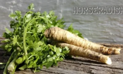 Horseradish