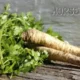 Horseradish