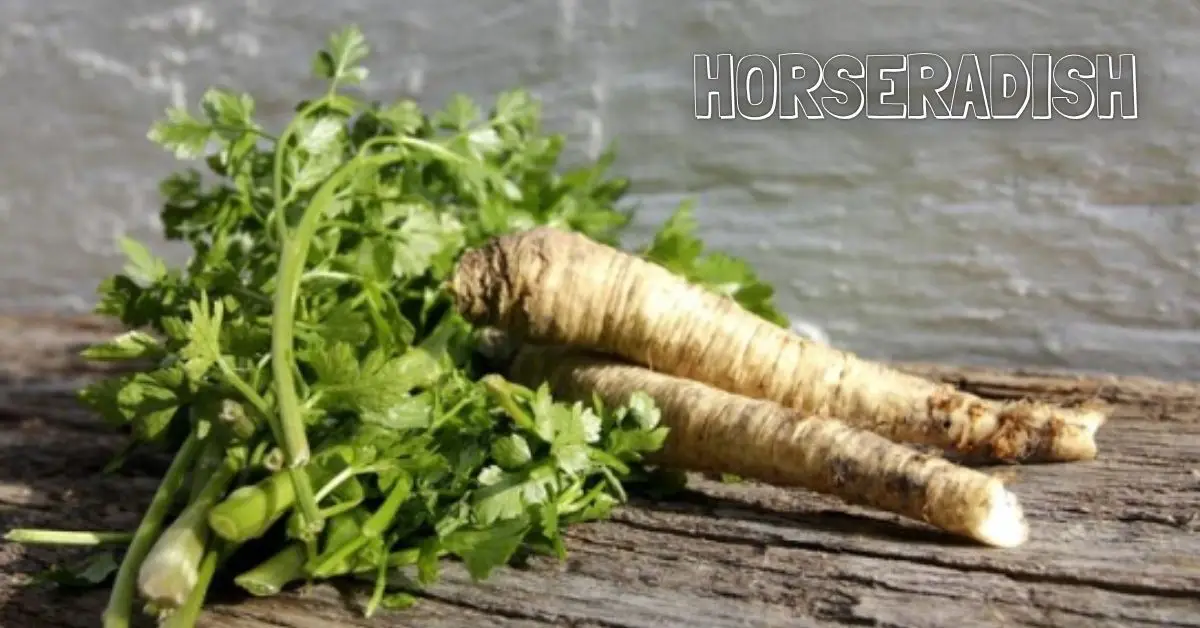 Horseradish