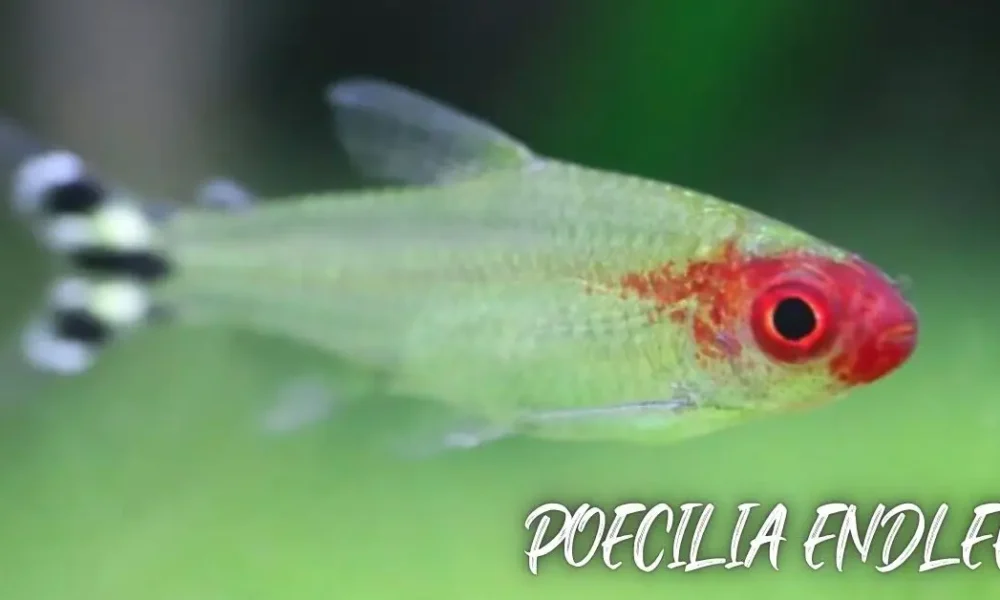 Poecilia Endler Guide: Care, Traits & Aquarium Secrets