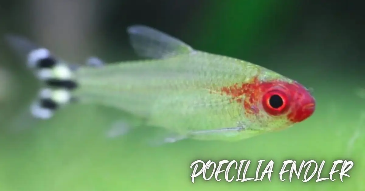 Poecilia Endler
